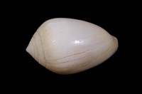 藏品(耳螺科)的圖片